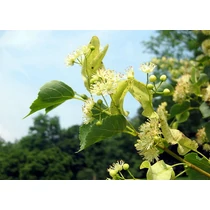 Tilia cordata - Kislevelű hárs