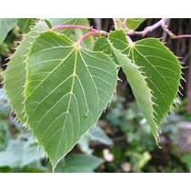 Tilia henryana - Szálkáslevelű hárs