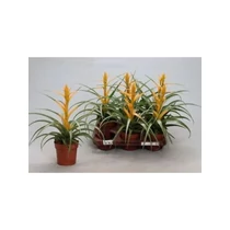 Tillandsia CAPITATA MAYA GOLD