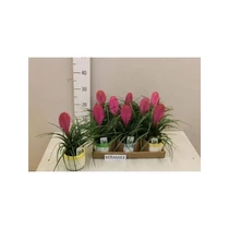 Tillandsia CYANEA ANITA KASPÓS