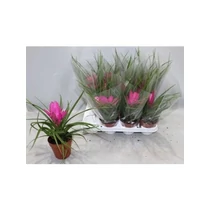 Tillandsia CYANEA JOSEE