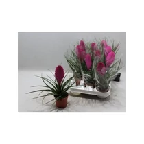 Tillandsia CY VINCENT