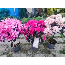 Törzses Rhododendron – Törzses havasszépe