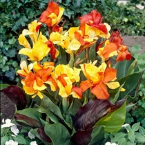 Tulipán CLEOPATRA 12cm-es cserépben 