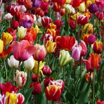 Tulipán vegyes színben 9cm-es cserépben 