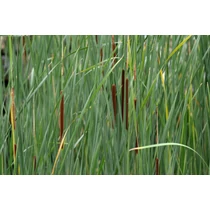 Typha angustifolia - keskenylevelű gyékény