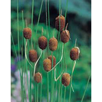 Typha minima - törpegyékény kerti tavi növény