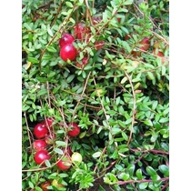 Vaccinium macrocarpon 'Big Pearl' (Amerikai tőzegáfonya)