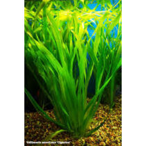 Vallisneria americana (gigantea) akváriumi növény