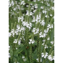 Verbena hastata 'Alba' (Amerikai vasfű)