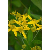 Verbesina alternifolia (Sárga vasfű)