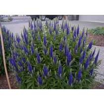 Veronica spicata 'Blauriesin' (Veronika)