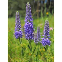Veronica spicata 'Marietta' (Macskafarkú veronika)