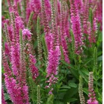 Veronica spicata 'Pink Damask' (Macskafarkú veronika)