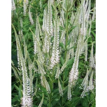 Veronicastrum virginicum 'Album' (Virginiai veronika)