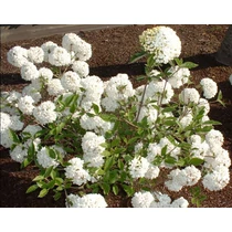 Viburnum 'Eskimo' - Hólabda bangita