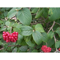 Viburnum lantana - Ostorménbangita