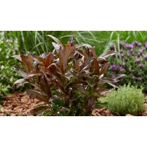 Viburnum odoratissimum 'Coppertop'® - 