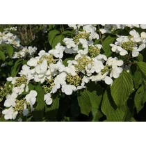 Viburnum plicatum 'Klimandjaro' ® - Redős levelű bangita