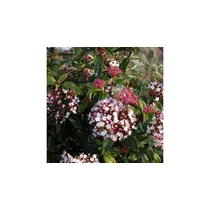 Viburnum tinus 'Gwenllian' – Téli bangita