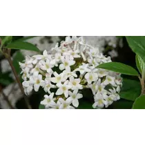 Viburnum x burkwoodii - Tavaszi bangita