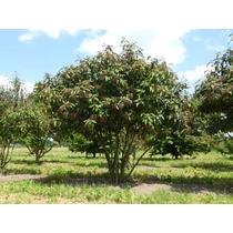 Viburnum x rhytidophylloides'Willowwood' - Ráncos levelű bangita