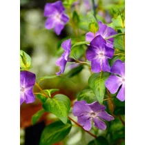 Vinca major 'Maculata' - Nagy meténg