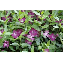Vinca minor 'Atropuprpurea' - Bordó virágú kis meténg