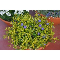 Vinca minor 'Blue and Gold' - Sárga-tarka levelű kis meténg