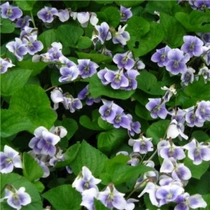 Viola sororia 'Blue Cloud' (Csíkos árvácska)