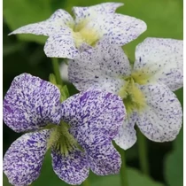 Viola sororia 'Freckles' (Csíkos árvácska)