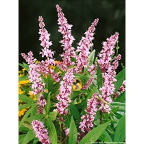 Vitex agnus-castus 'Galactic Pink'® - Rózsaszín virágú barátcserje