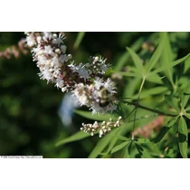 Vitex agnus-castus 'Silver Spire' - Fehér virágú barátcserje