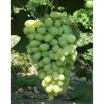 Vitis vinifera 'BR.1' (Bolgár rezi)