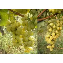 Vitis vinifera 'Itália'