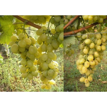 Vitis vinifera 'Itália'
