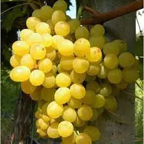 Vitis vinifera 'Palatina'