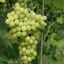 Vitis vinifera 'Pannonia Kincse'