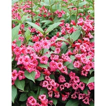 Weigela 'Bristol Ruby' - Piros virágú rózsalonc