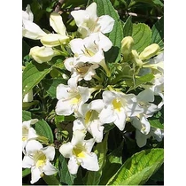 Weigela 'Candida' - Fehér virágú rózsalonc