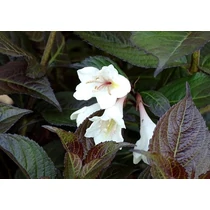 Weigela 'Ebony and Ivory'® - Fehér virágú, vörös lombú rózsalonc