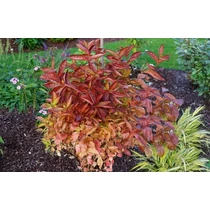 Weigela 'Wings of Fire' - Narancs színű lombú rózsalonc, rózsaszín virágokkal