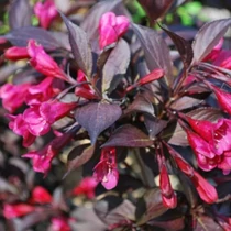 Weigela florida 'Alexandra'® - Bordó virágú, bordó levelű rózsalonc