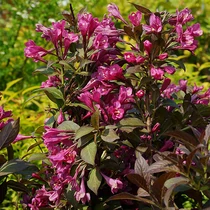 Weigela florida 'Minor Black'® - 