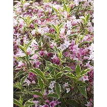 Weigela florida 'Nana Variegata' - Alacsony növekedésű, tarka levelű rózsalonc