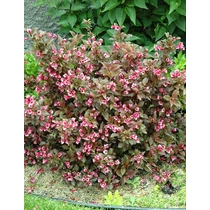 Weigela florida 'Tango' - Barnás-bordó levelű alacsony  rózsalonc