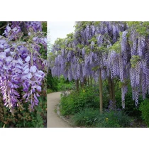 Wisteria sinensis-Lila akác