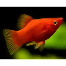 Piros Platti - Széleshátú fogasponty - Xiphophorus maculatus red