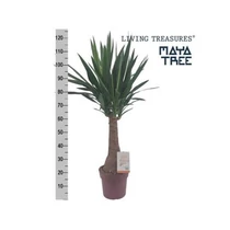 YUCCA INCA TREE 130cm