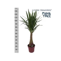YUCCA INCA TREE 150cm